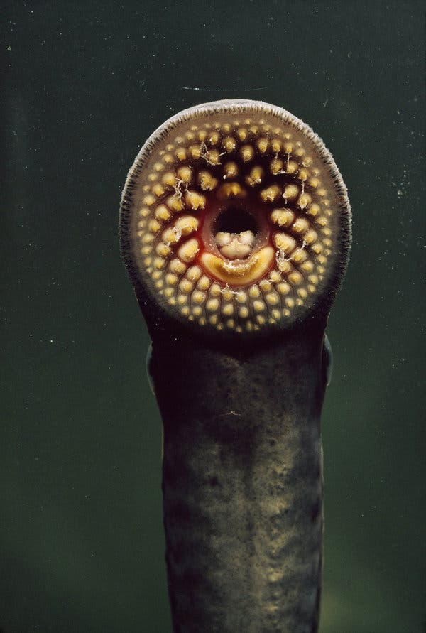 LAMPREYS.jpg