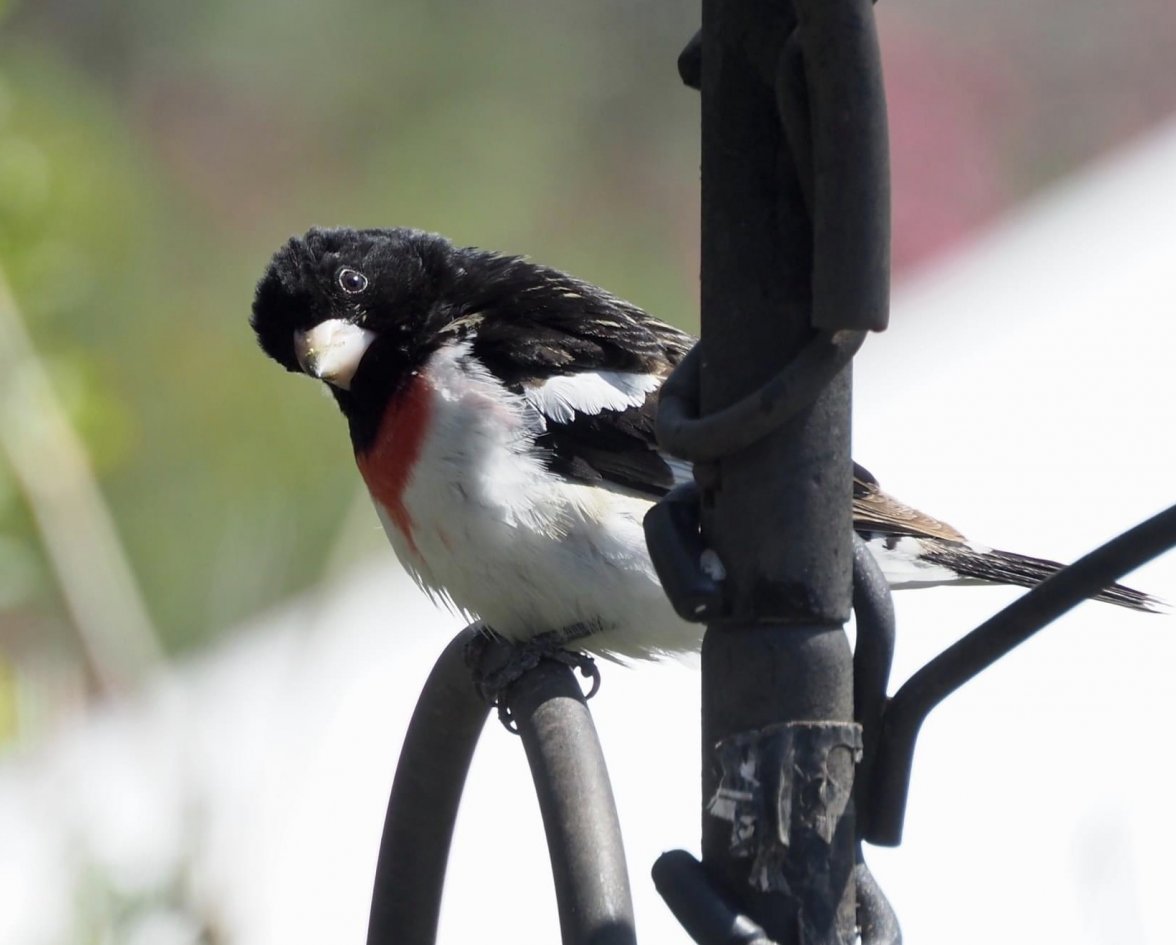 FE56C5B7-6B7D-45AB-9C51-8B7FAF5C693C.jpeg FE56C5B7-6B7D-45AB-9C51-8B7FAF5C693C.jpeg