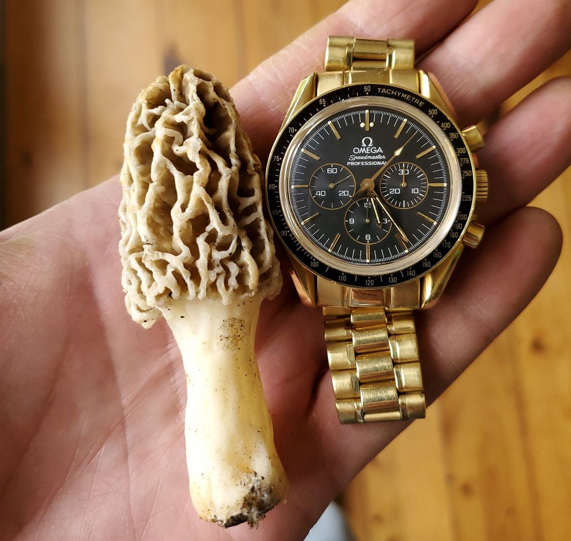 morel 1c.jpg