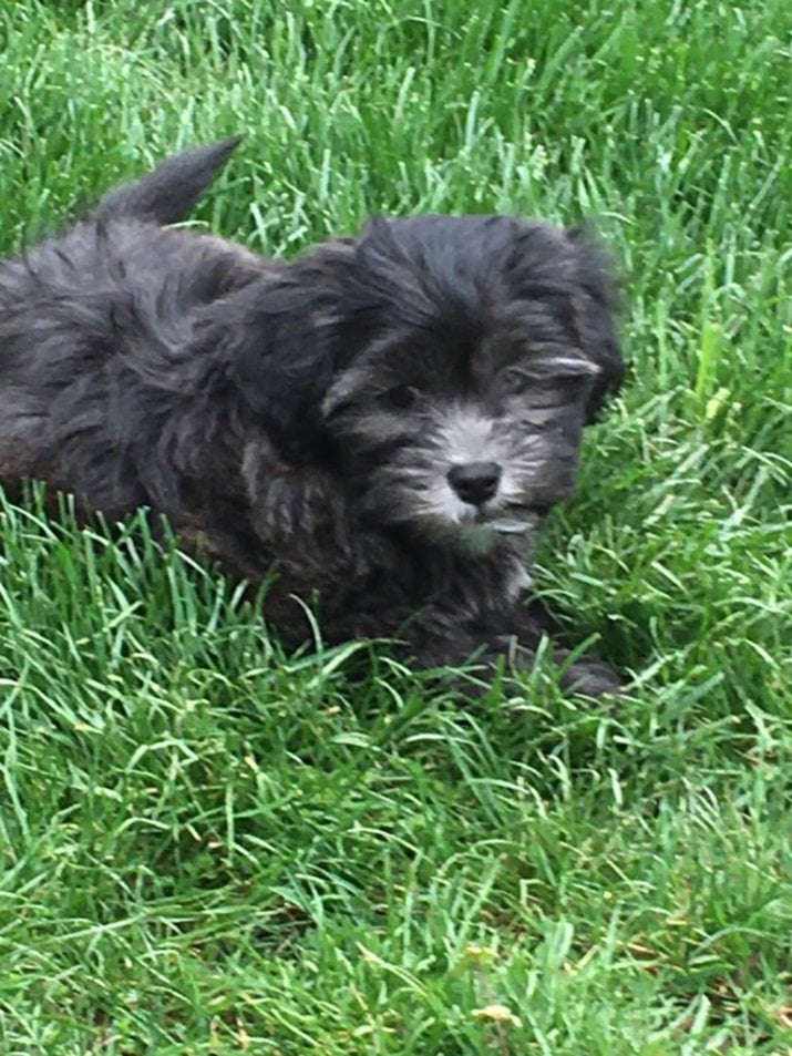 Bentley - laying in grass.jpg