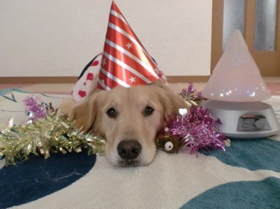 golden-retriever-waiting-for-the-party-to-start-e1387021368680.jpg