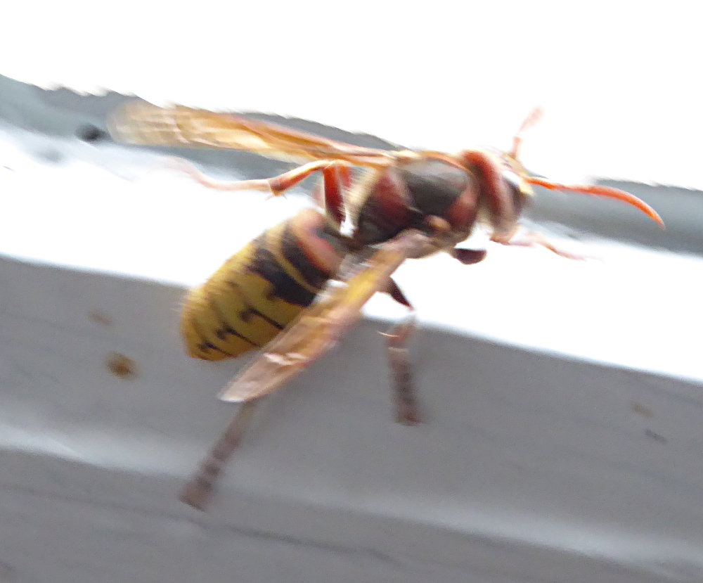 P1000766m.JPG