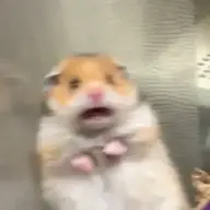 deebskeebs