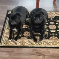 pugmania