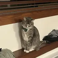 elusivepanther8