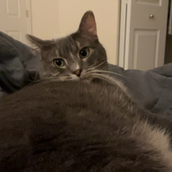KevinScoop