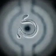 EndUser