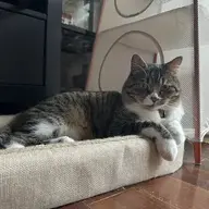 cocoonqin