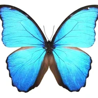Blumaterial
