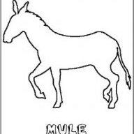 mule play