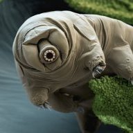 Tardigrade
