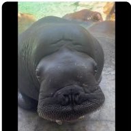 Walrus