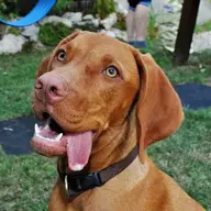 VizslaFriend