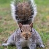 squirrelmaster