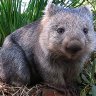 Sicario Wombat