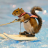 Squirrel1
