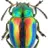 jewelbeetle