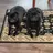 pugmania