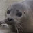 sealofthesea
