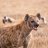 Hyena