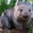 Sicario Wombat